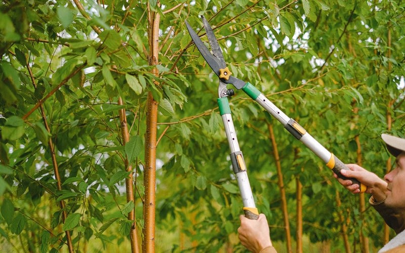 Tree trimming in Fort Dodge, IA
